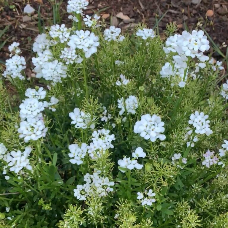 DIY Framed Dried Flowers Ivy&Iron